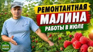 РЕМОНТАНТНАЯ МАЛИНА. РАБОТЫ В ИЮЛЕ-что нужно сделать.