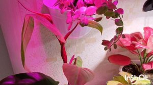 Все мои комнатные цветы под ОЧЕНЬ КРАСИВУЮ МУЗЫКУ 🤗НАСЛАЖДАЙТЕСЬ ДРУЗЬЯ 😉👍🌺