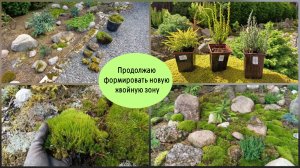 Продолжаю формировать новую хвойную зону.