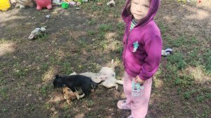 Ева и собаки играют!