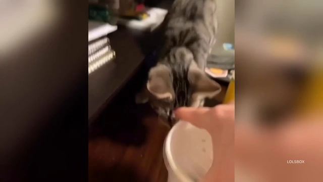 Grumpy Kittens, Food Thieves & Cats Caught Red-Pawed | The Funniest Cat Chaos Compilation смотреть онлайн