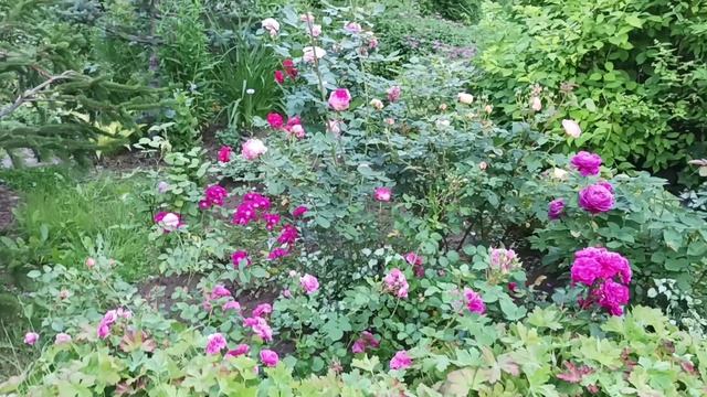 Половина лета прошло..а дел в саду прибавляется, конца не видно! смотреть онлайн