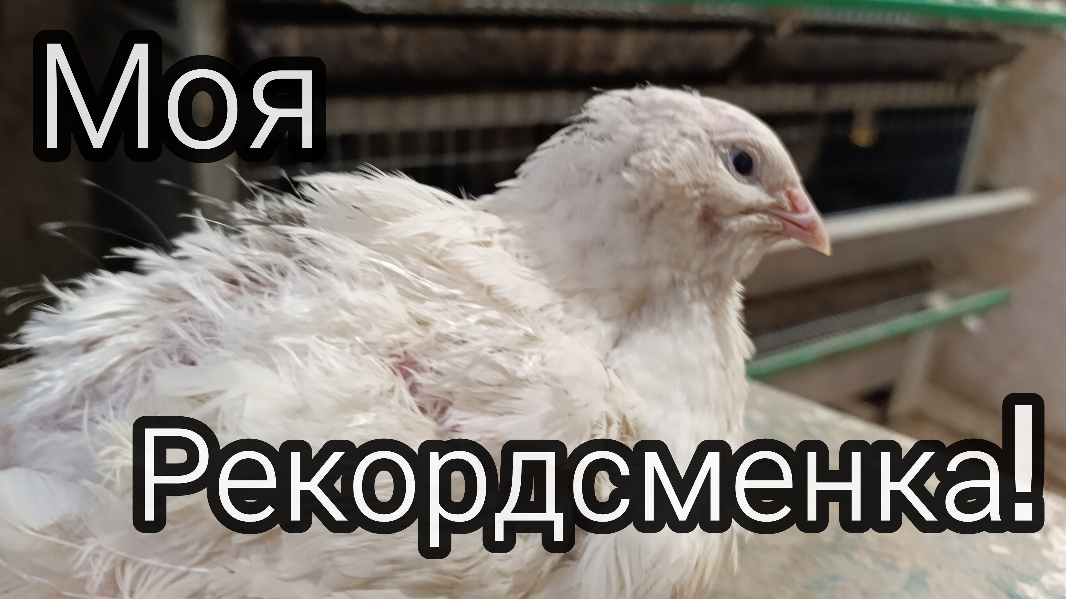 Самая крупная перепелка. У кого больше?