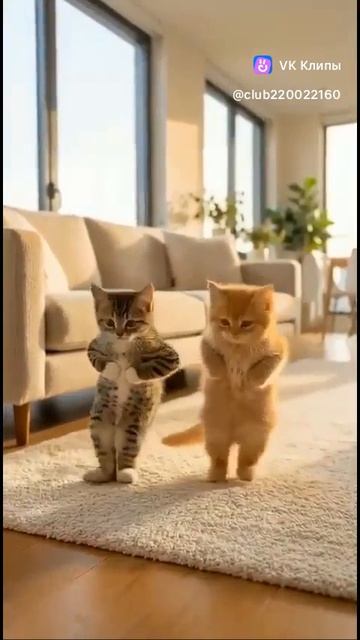 котики танцуют смотреть онлайн