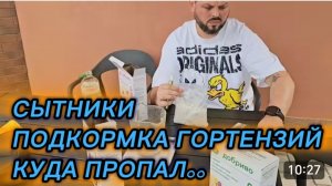 САМВЕЛ АДАМЯН, СЫТНИКИ, ПОДКОРМКА ГОРТЕНЗИЙ, КУДА ПРОПАЛ..