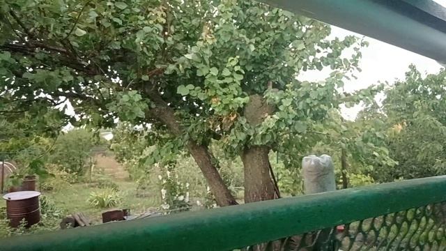 Дождик вечером.