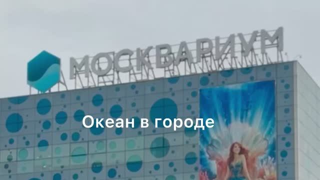 Москвариум. Океан в городе. смотреть онлайн