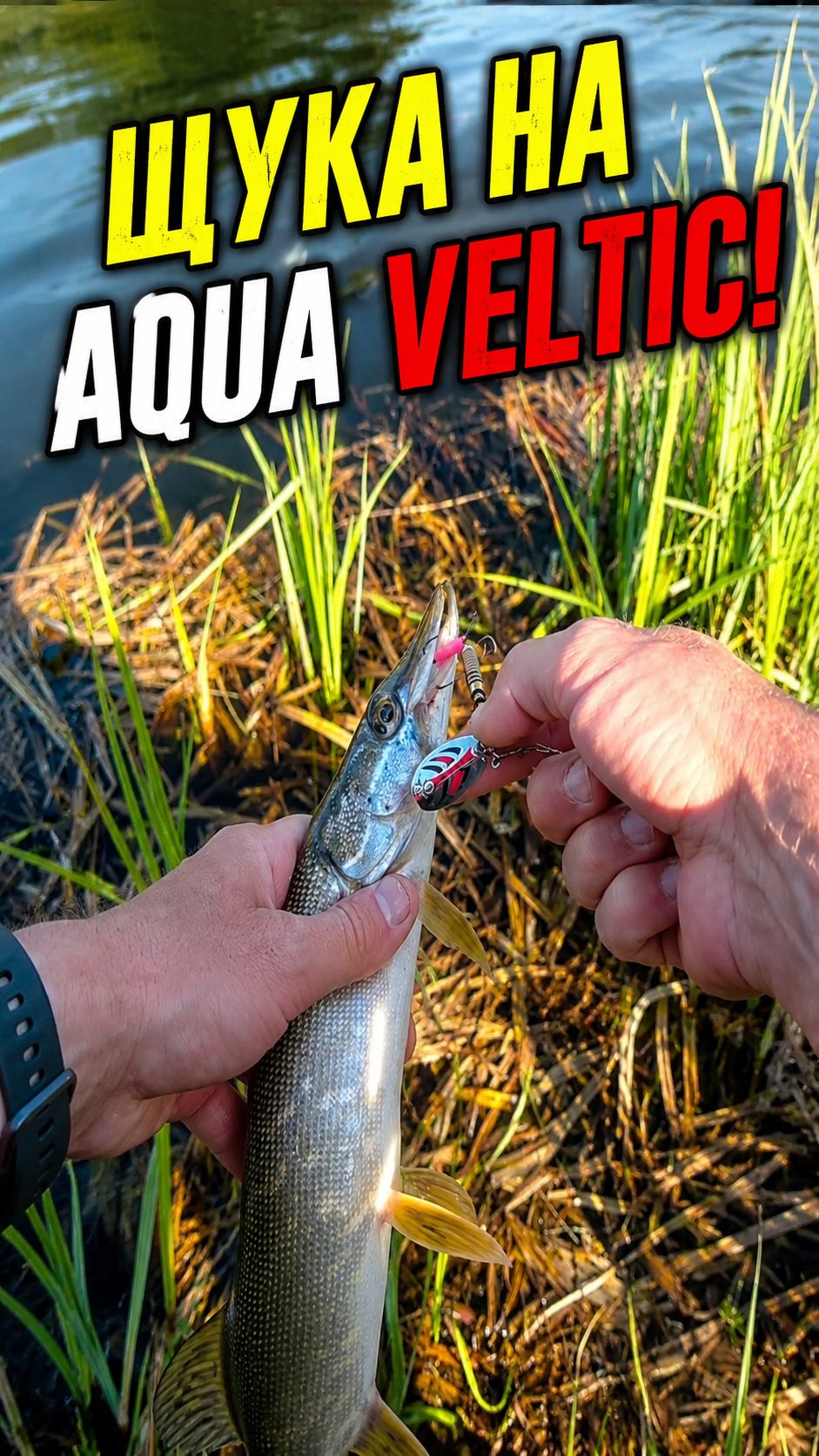 Щука на вращающуюся блесну AQUA VELTIC 7 г. Поклевка у берега #fishing смотреть онлайн