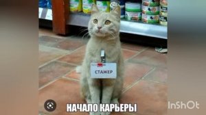 ДОБРОЙ НОЧИ 🌃 сказка про котёнка Мурр