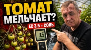 Полив томатов в теплице вода крадёт до 40% урожая