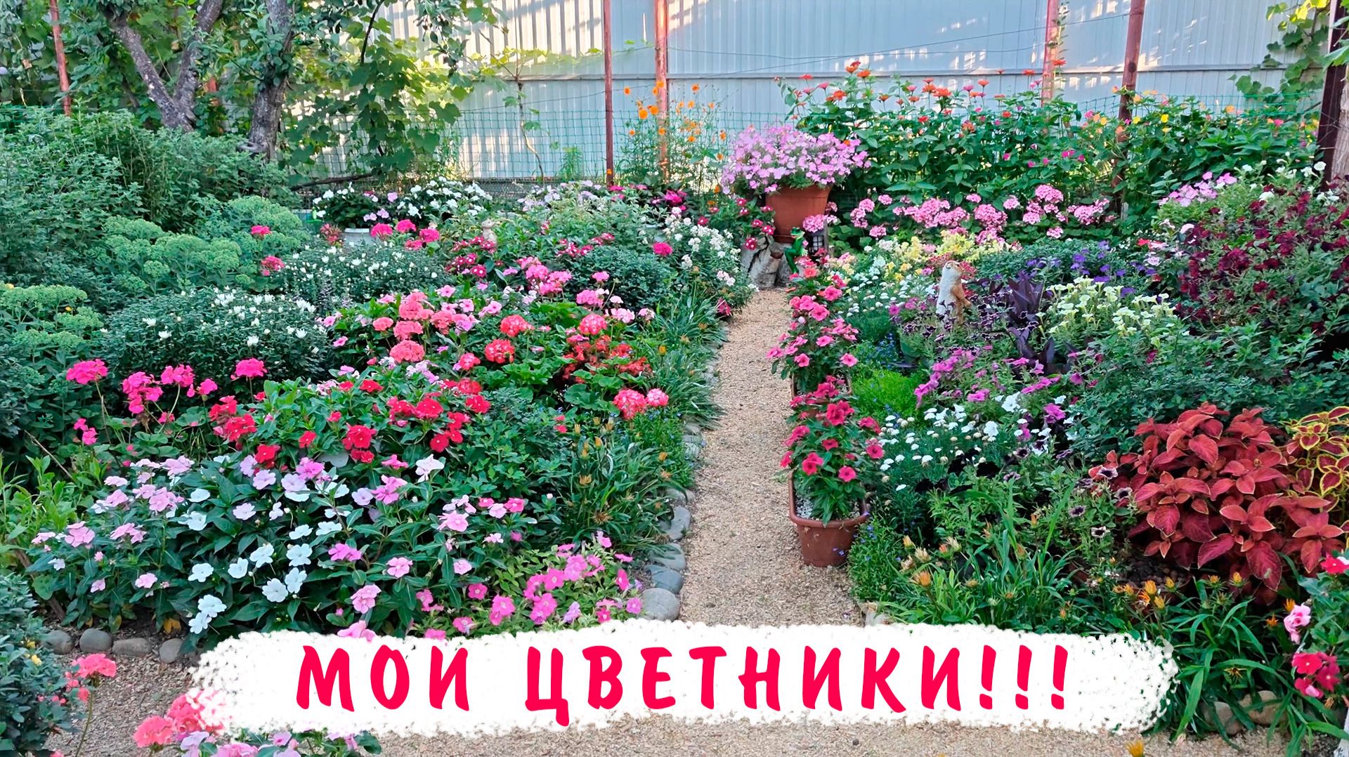 20 июля Мои цветники. Пеларгонии, петунии, львиный зев, колеусы, эустомы, бальзамины, катарантусы