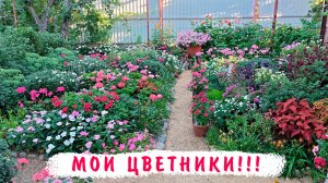 20 июля Мои цветники. Пеларгонии, петунии, львиный зев, колеусы, эустомы, бальзамины, катарантусы