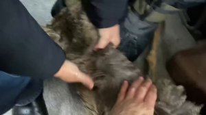 Спасение Сибирской косули на реке Лена ЧУРАПЧА