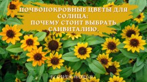 Почвопокровные цветы для солнца: почему стоит выбрать Санвиталию.