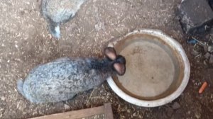 Кролики отдыхают от жары🐇 #Медовые_водопады2026