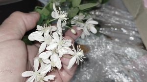 Сажаю Манджурский Клематис 25.07.26.