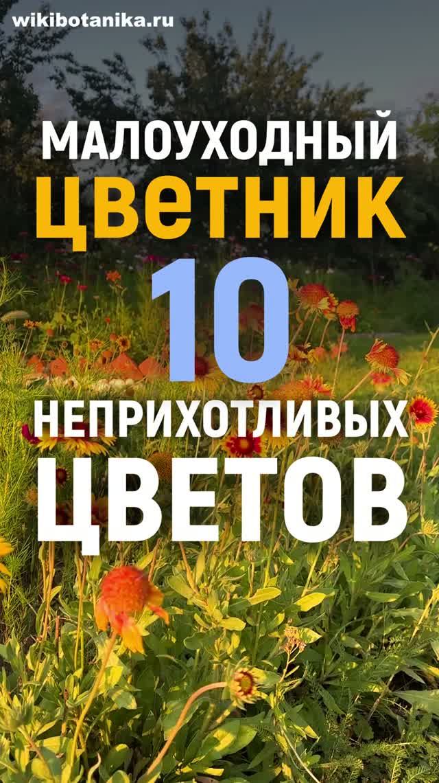 МАЛОУХОДНЫЙ ЦВЕТНИК смотреть онлайн