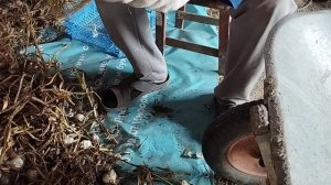 Подготовка чеснока к хранению.