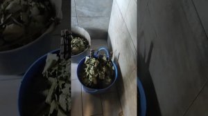 26 июля 2026 года. Воскресенье — значит, баня на дровах. Традиция.

Сегодня я привёз пять дубовых ве