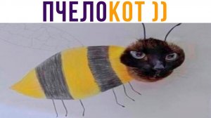 ТЫ ПЧЕЛА, Я ПЧЕЛОКОТ))) Приколы с котами