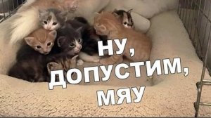 Это капец... (Опис)