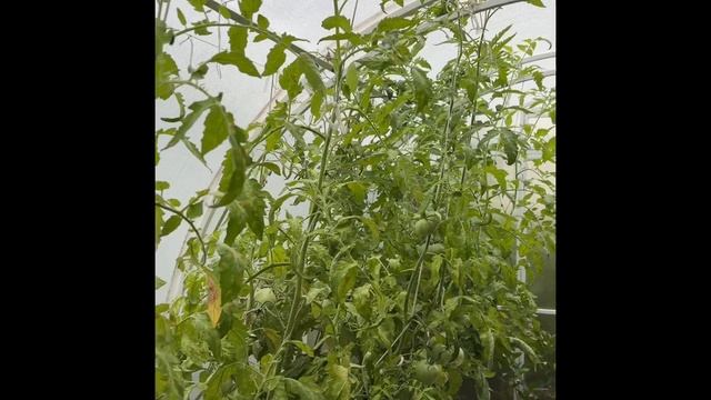 Томат «Любовь да голуби». Вкус, цвет, форма. Черенки розы «Букет Парфе». Силиконовые формы. смотреть онлайн