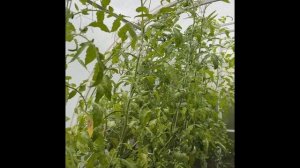 Томат «Любовь да голуби». Вкус, цвет, форма. Черенки розы «Букет Парфе». Силиконовые формы.