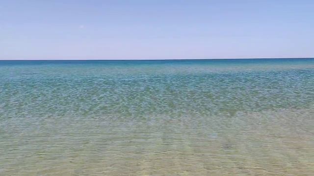 Дельфины на Черном море 2026
