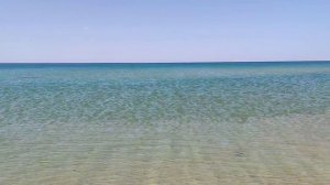 Дельфины на Черном море 2026