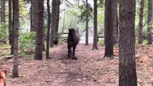 Лошадь бьёт копытом по дереву, пукает на собак, а затем убегает