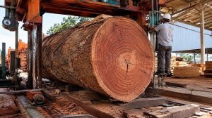 Внутри крупнейшей в мире деревообрабатывающей фабрики. Распиловка огромного дерева на доски