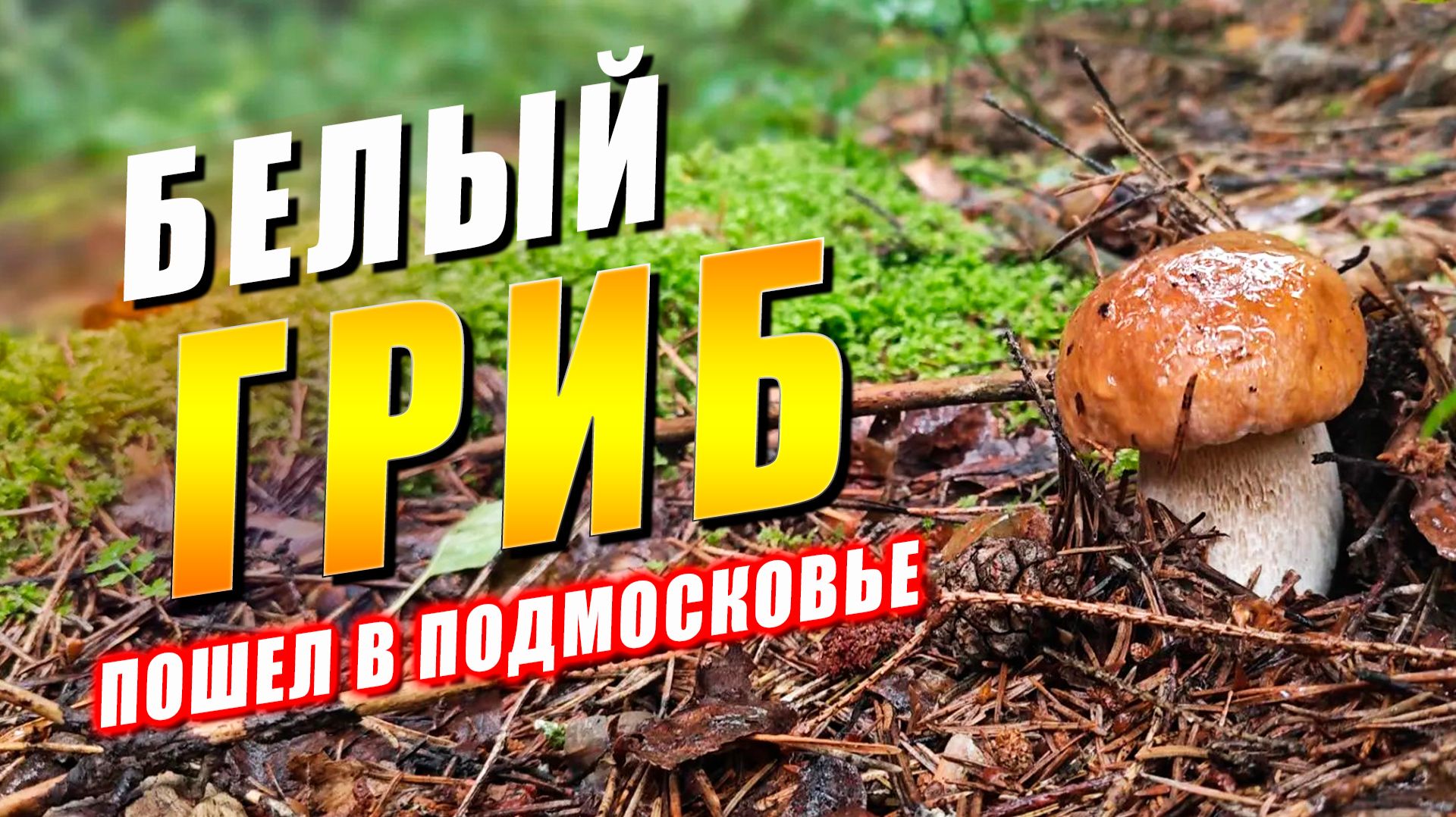 БЕЛЫЙ ГРИБ ПОШЕЛ в Подмосковье. Новости из леса сегодня - ИЮЛЬ 2026 смотреть онлайн