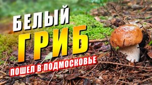 БЕЛЫЙ ГРИБ ПОШЕЛ в Подмосковье. Новости из леса сегодня - ИЮЛЬ 2026