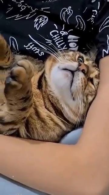 Котик - Бедняжечка
