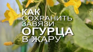 🥒Как сохранить завязи ОГУРЦОВ в жару.