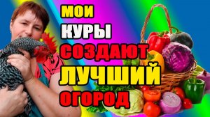 Мои куры СОЗДАЮТ лучший  ОГОРОД.