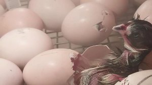 Инкубация в самодельном инкубаторе - это реально. Авторское видео и идея.