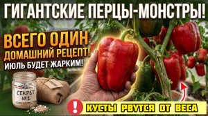 КРУПНЫЙ ТОЛСТОСТЕННЫЙ ПЕРЕЦ: Единственная подкормка в ИЮЛЕ, кусты трещат под тяжестью урожая!
