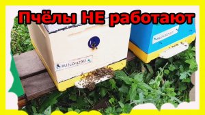 Пчёлы НЕ работают