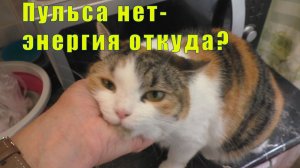 МЕНЯ ВЫЗЫВАЮТ В УВД / ОТКУДА У НЕЕ ЭНЕРГИЯ ? 17 / 18 и 19  июля 2026
