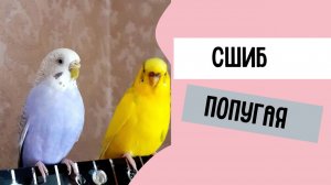 СШИБ ПОПУГАЯ! Попугай попал монетой и сшиб самочку Молли...