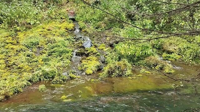 Wild siberian creek - Дикая сибирская речушка смотреть онлайн