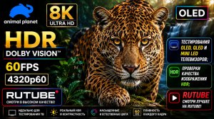 Animal Planet OLED Demo HDR 8K Потрясающая природа в максимальном качестве |