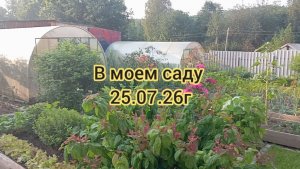 ЧТО ПРОИСХОДИТ В МОЁМ САДУ 🤔😁 25.07.26г