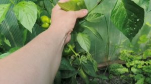 МУЖ С СЫНОМ ДЕЛАЮТ ПОТОЛОК,НОЧЬЮ БЫЛО ПЛОХО 🤦ПРИШЛОСЬ ЕХАТЬ В БОЛЬНИЦУ.