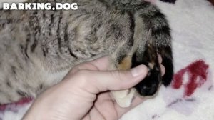 Забрали котёнка с улицы домой😺🏠💖+новая заставка🎬