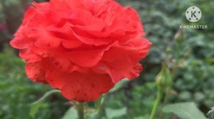 Розы# цветы #☘️💃🦋🥀