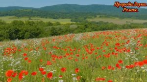 Природа.Звуки природы. Релакс.