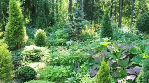 Кусочек сада в лесной зоне. Хосты, папоротники, дармера и прочие теневыносливые