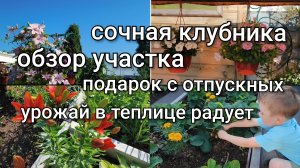 Сочная клубника/Что Саша купил с отпускных/Урожай в теплице радует/Обзор участка.
